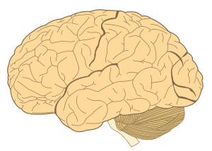 Diagram of human brain