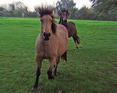 safety and horse play