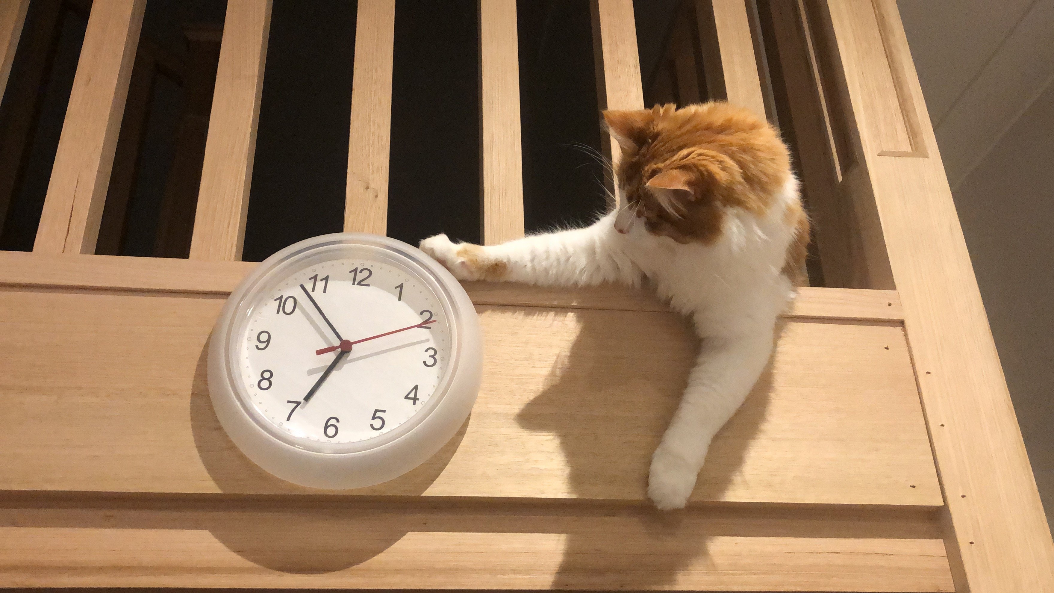 Cat time